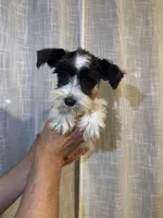 Miniature Schnauzer , a female Miniature Schnauzer for sale in Orlando, FL – 1 of 7