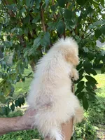 Poodle 1, a male Poodle - Toy  for sale in Orlando, FL – 2 of 8