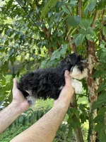 Schnauzer 1, a female Miniature Schnauzer for sale in Orlando, FL – 5 of 7