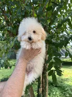 Poodle 1, a male Poodle - Toy  for sale in Orlando, FL – 4 of 8