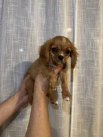 Cavalier , a male Cavalier King Charles Spaniel for sale in Orlando, FL – 4 of 7
