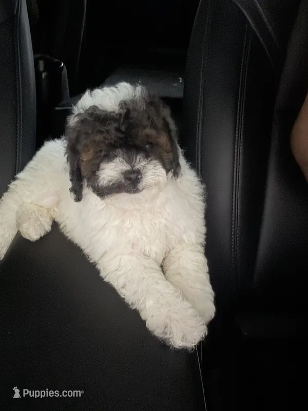Toy Poodle – Poodle - Toy  puppy for sale in Orlando, FL