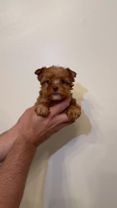 Yorkshire , a female Yorkshire Terrier for sale in Orlando, FL – 5 of 5