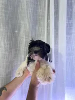 Miniature Schnauzer , a female Miniature Schnauzer for sale in Orlando, FL – 5 of 5