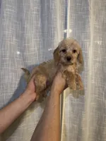 Cockapoo, a female Cockapoo for sale in Orlando, FL – 2 of 5