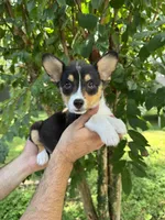 Corgi , a male Pembroke Welsh Corgi for sale in Orlando, FL – 5 of 7