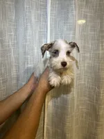 Miniature Schnauzer , a female Miniature Schnauzer for sale in Orlando, FL – 2 of 5