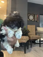Taco , a male Poodle - Toy  for sale in Orlando, FL – 3 of 10