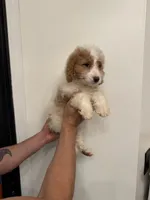 Cavapoo, a male Cavapoo for sale in Orlando, FL – 4 of 7