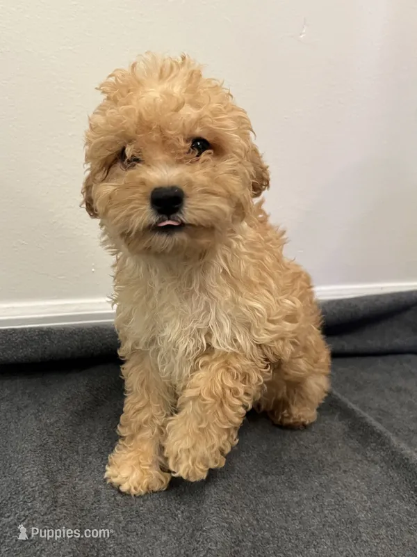 Cavapoo – Cavapoo puppy for sale in Orlando, FL