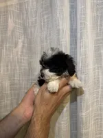 Toy Poodle , a male Poodle - Toy  for sale in Orlando, FL – 4 of 5