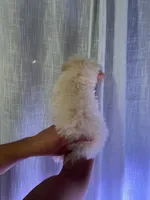 Toy Poodle , a male Poodle - Toy  for sale in Orlando, FL – 3 of 7