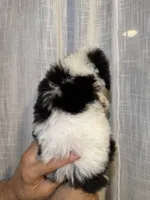 Toy Poodle , a male Poodle - Toy  for sale in Orlando, FL – 6 of 7