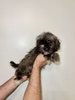 Shorkie , a male Shorkie for sale in Orlando, FL – 5 of 7