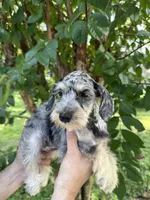 Schnauzer 5 , a female Miniature Schnauzer for sale in Orlando, FL – 3 of 8