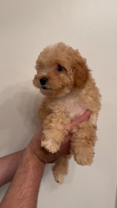 Cavapoo, a female Cavapoo for sale in Orlando, FL – 6 of 6
