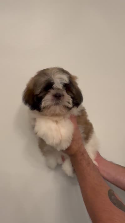 Shih-Tzu 2 , a male Shih Tzu for sale in Orlando, FL – 6 of 6