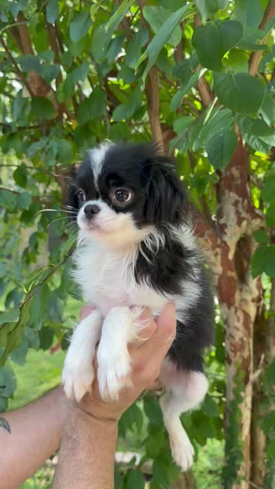 Japanese Chin, a female Japanese Chin for sale in Orlando, FL – 7 of 7