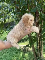 Poodle 4 , a male Poodle - Miniature  for sale in Orlando, FL – 4 of 5