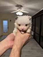 Pomeranian teacup , a male Pomeranian for sale in Orlando, FL – Photo 8 of 9