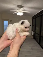 Pomeranian teacup , a male Pomeranian for sale in Orlando, FL – Photo 2 of 9