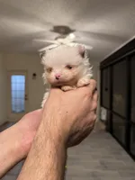 Pomeranian teacup , a male Pomeranian for sale in Orlando, FL – Photo 6 of 9