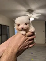 Pomeranian teacup , a male Pomeranian for sale in Orlando, FL – Photo 9 of 9