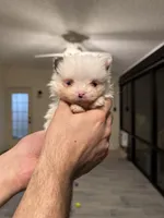 Pomeranian teacup , a male Pomeranian for sale in Orlando, FL – Photo 4 of 9