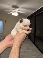 Pomeranian teacup , a male Pomeranian for sale in Orlando, FL – Photo 5 of 9