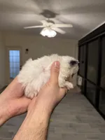 Pomeranian teacup , a male Pomeranian for sale in Orlando, FL – Photo 3 of 9