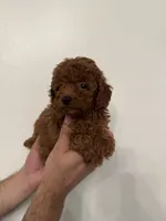 Red toy poodle 3, a female Poodle - Toy  for sale in Orlando, FL – 4 of 7