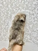 Shorkie 1 , a male Shorkie for sale in Orlando, FL – 5 of 6