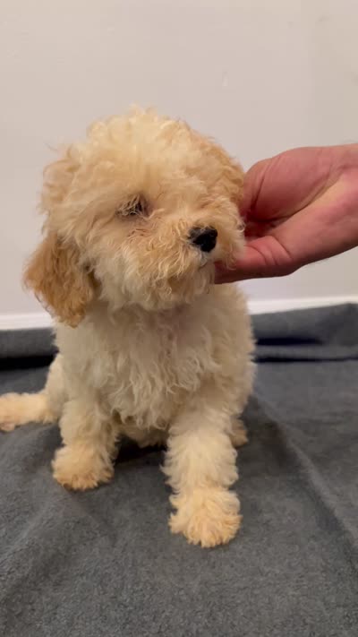 Cavapoo, a female Cavapoo for sale in Orlando, FL – 5 of 5