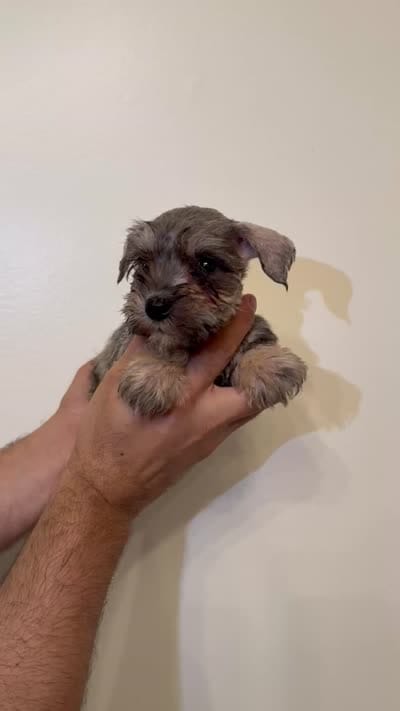Miniature Schnauzer , a female Miniature Schnauzer for sale in Orlando, FL – 6 of 6