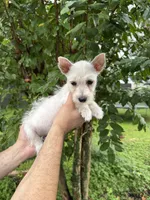 West Highland , a female West Highland White Terrier for sale in Orlando, FL – 3 of 6
