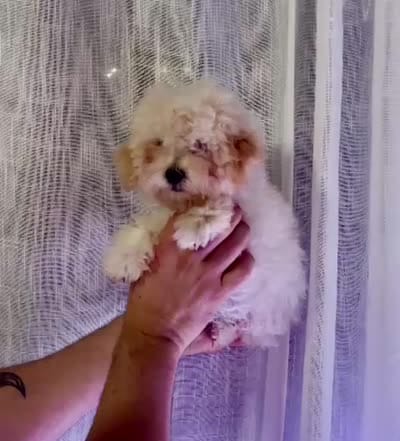 Toy Poodle , a male Poodle - Toy  for sale in Orlando, FL – 6 of 7