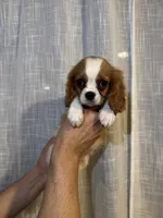 Cavalier , a male Cavalier King Charles Spaniel for sale in Orlando, FL – 6 of 7