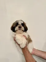 Shih-Tzu 2 , a male Shih Tzu for sale in Orlando, FL – 3 of 6