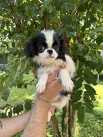 Japanese Chin, a female Japanese Chin for sale in Orlando, FL – 2 of 6