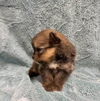 Pomeranian , a female Pomeranian for sale in Orlando, FL – Photo 4 of 4