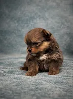 Pomeranian , a female Pomeranian for sale in Orlando, FL – Photo 1 of 4