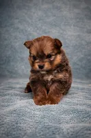 Pomeranian , a female Pomeranian for sale in Orlando, FL – Photo 2 of 4