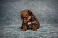 Pomeranian , a female Pomeranian for sale in Orlando, FL – Photo 3 of 4