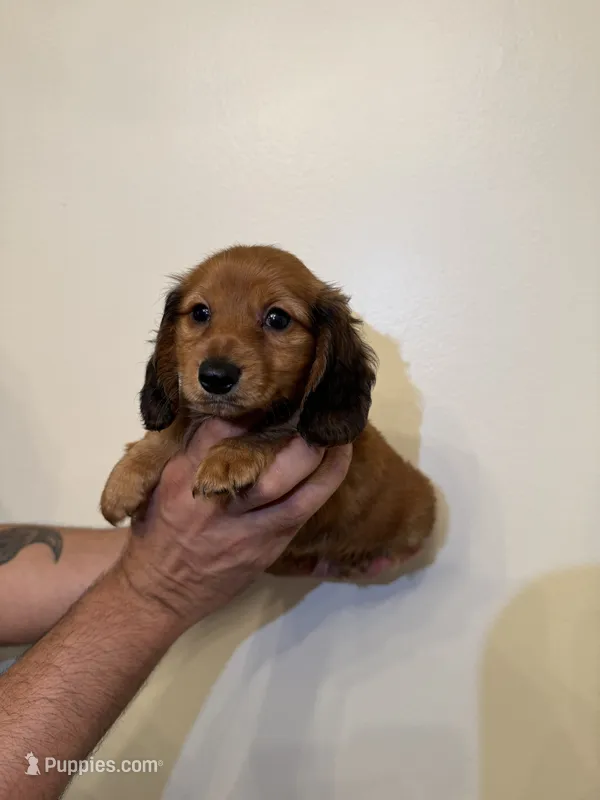 Dachshund  – Miniature Dachshund puppy for sale in Orlando, FL