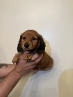 Dachshund , a female Miniature Dachshund for sale in Orlando, FL – 1 of 4