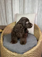 América Cocker Spaniel (Rudy), a female Cocker Spaniel for sale in Orlando, FL – 3 of 10