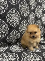 Teacup , a female Pomeranian for sale in Orlando, FL – 5 of 5