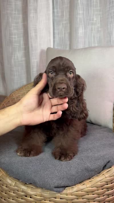 América Cocker Spaniel (Rudy), a female Cocker Spaniel for sale in Orlando, FL – 10 of 10