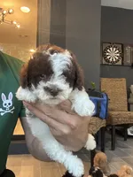 Toy Poodle , a male Poodle - Toy  for sale in Orlando, FL – 4 of 6
