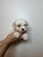 Maltes, a male Maltese for sale in Orlando, FL – 2 of 4